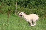 BOUVIER DES ARDENNES 368